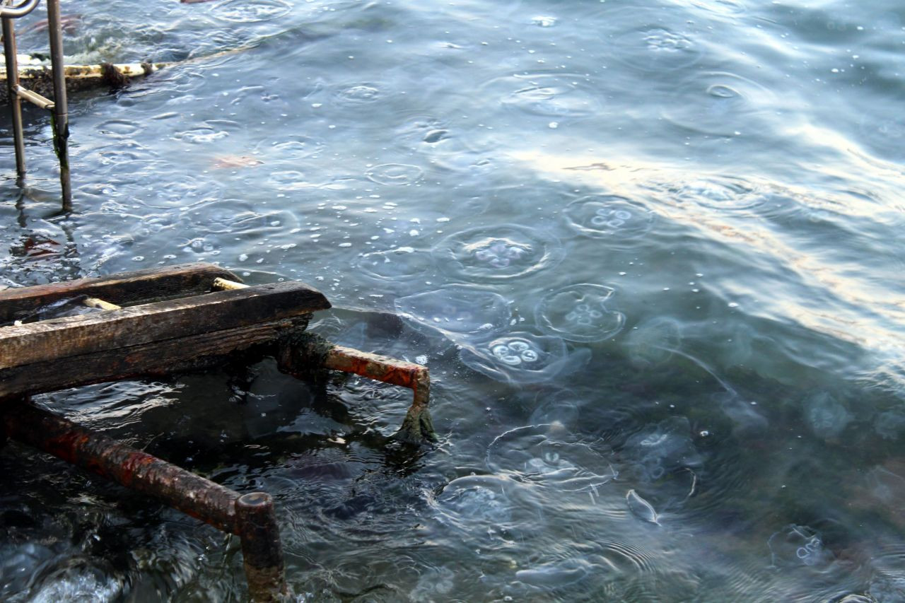 Gölcük sahilinde ürküten görüntü! Kıyı şeridi denizanasıyla kaplandı - Sayfa 5