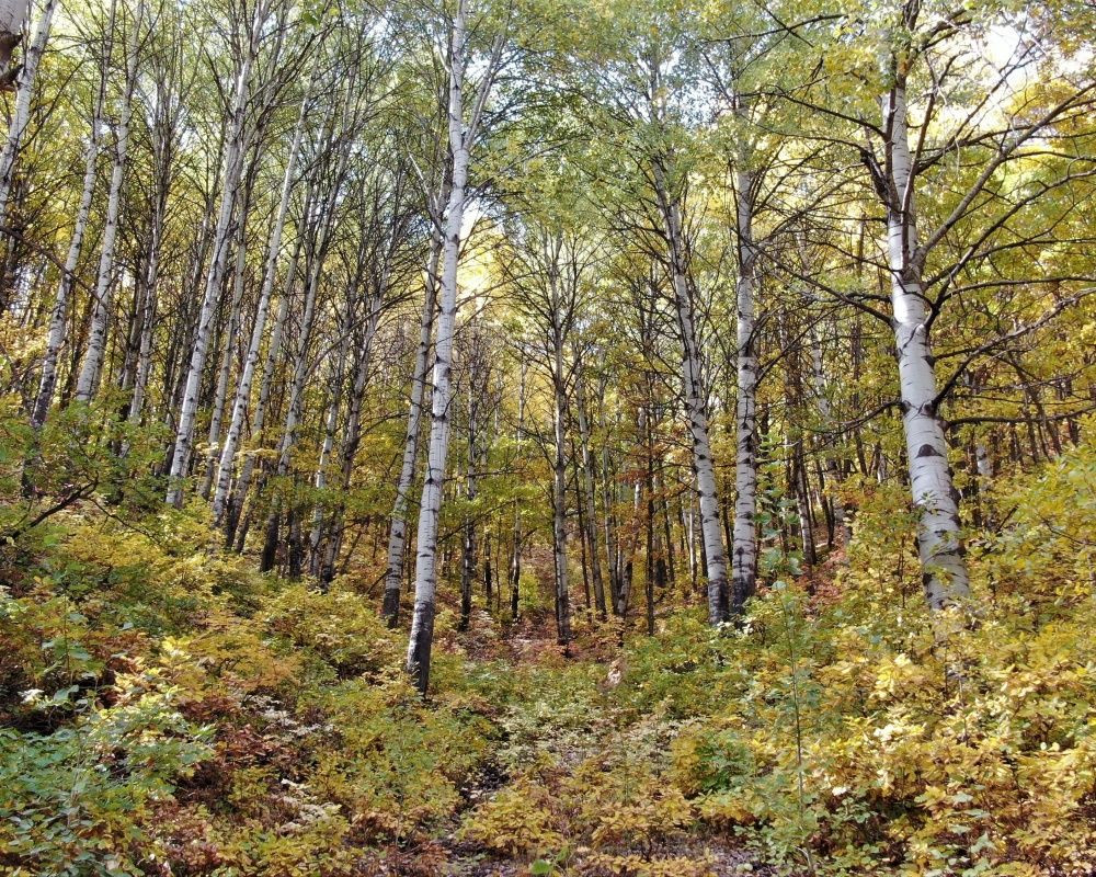 Her renkten ağaç görmek mümkün! Sonbaharda Tunceli'den kartpostallık görüntüler - Sayfa 6