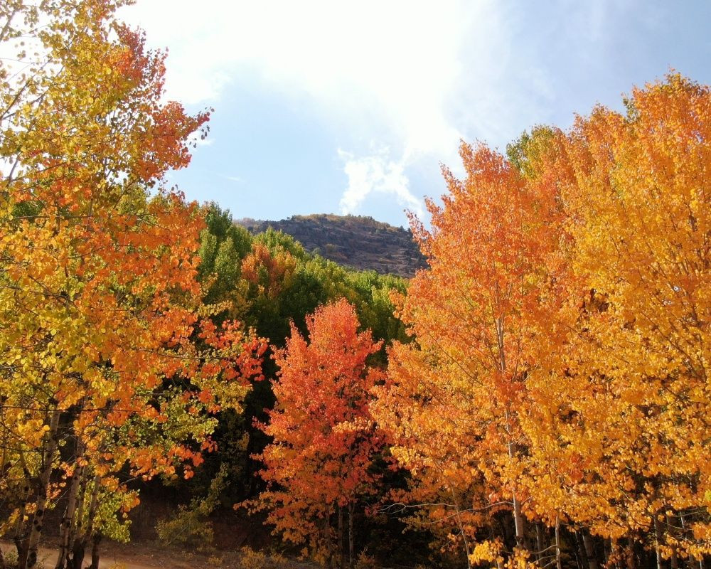 Her renkten ağaç görmek mümkün! Sonbaharda Tunceli'den kartpostallık görüntüler - Sayfa 7