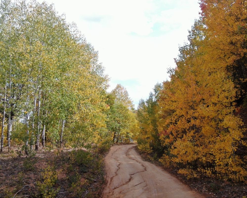 Her renkten ağaç görmek mümkün! Sonbaharda Tunceli'den kartpostallık görüntüler - Sayfa 8