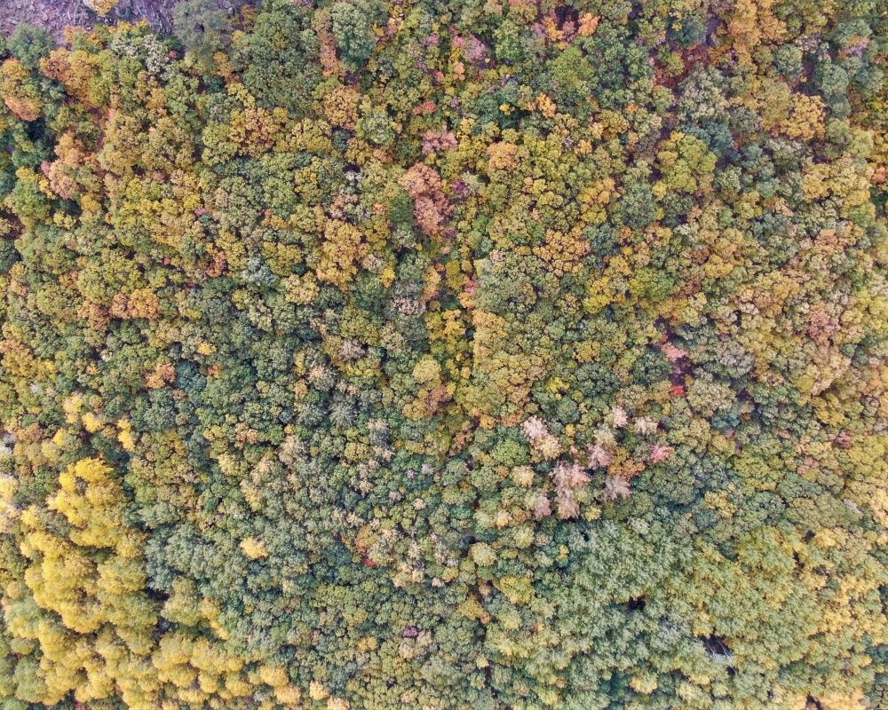 Her renkten ağaç görmek mümkün! Sonbaharda Tunceli'den kartpostallık görüntüler - Sayfa 10