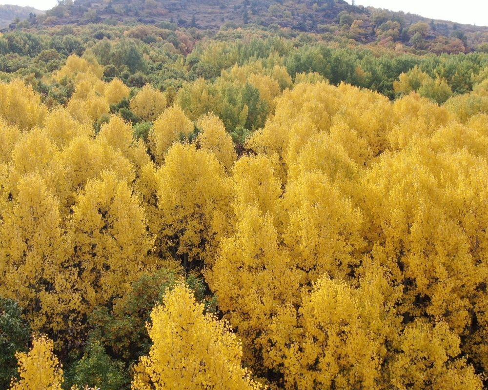 Her renkten ağaç görmek mümkün! Sonbaharda Tunceli'den kartpostallık görüntüler - Sayfa 11
