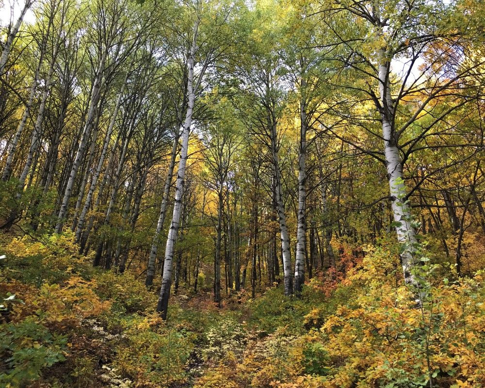 Her renkten ağaç görmek mümkün! Sonbaharda Tunceli'den kartpostallık görüntüler - Sayfa 12