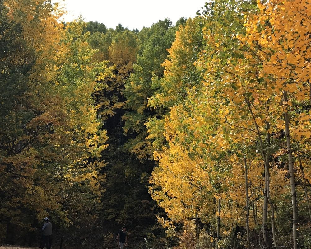 Her renkten ağaç görmek mümkün! Sonbaharda Tunceli'den kartpostallık görüntüler - Sayfa 13