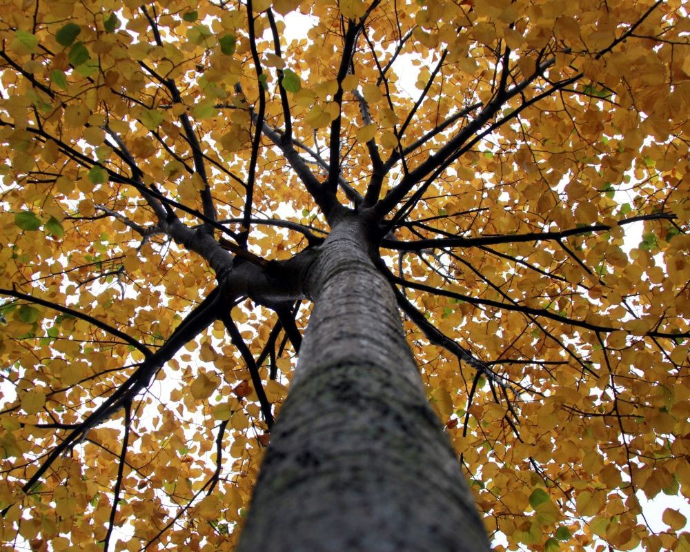 Sivas'ın eşsiz manzaralı mesire alanları şehir dışından gelen misafirlerinin akınına uğruyor - Sayfa 8
