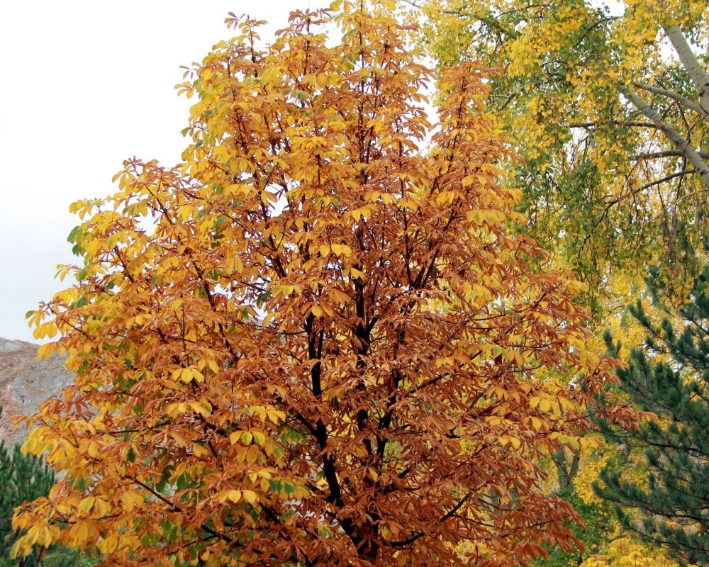 Sivas'ın eşsiz manzaralı mesire alanları şehir dışından gelen misafirlerinin akınına uğruyor - Sayfa 10