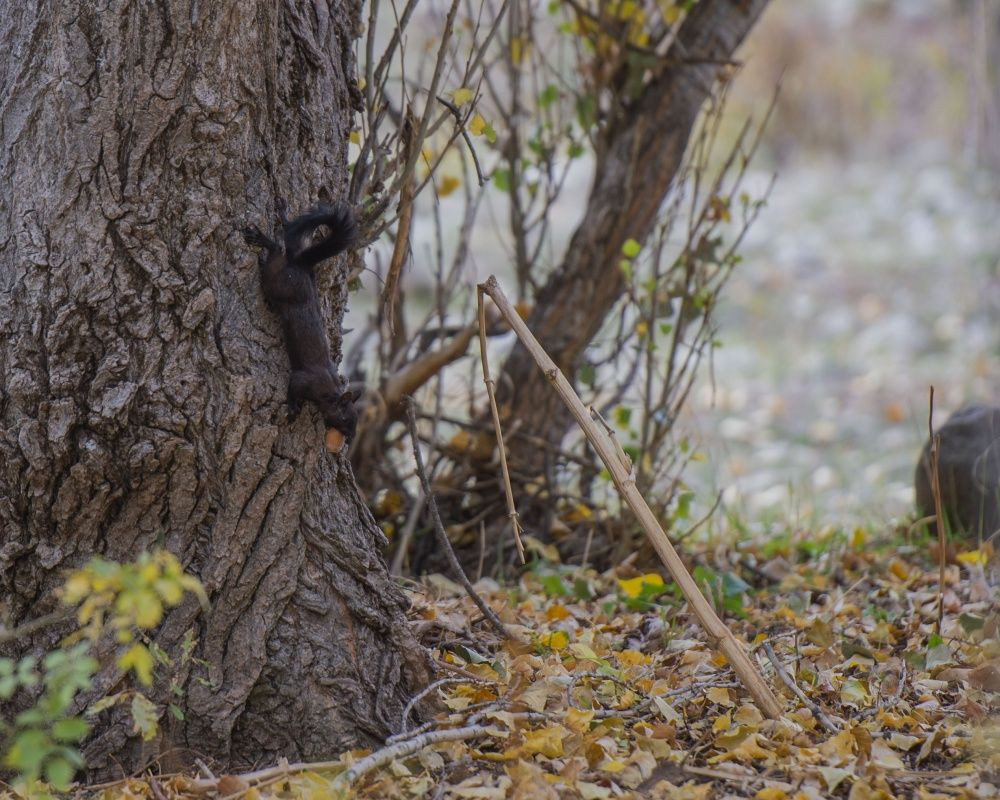 Munzur Vadisi'nin sevimli sincapları kış hazırlığında - Sayfa 5