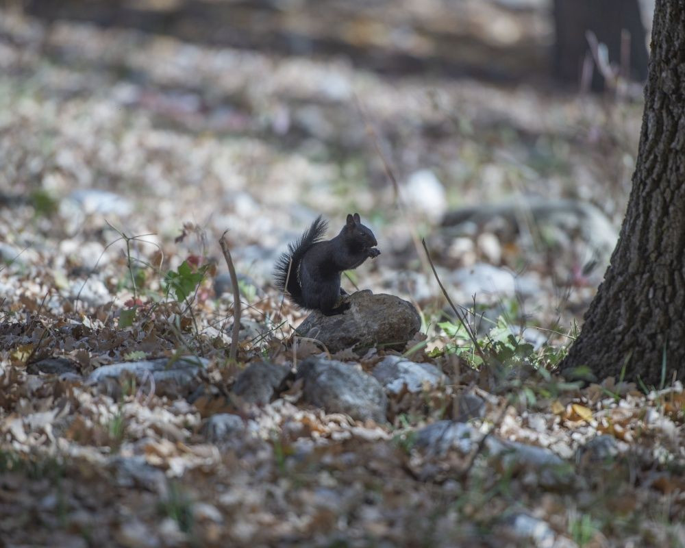 Munzur Vadisi'nin sevimli sincapları kış hazırlığında - Sayfa 6