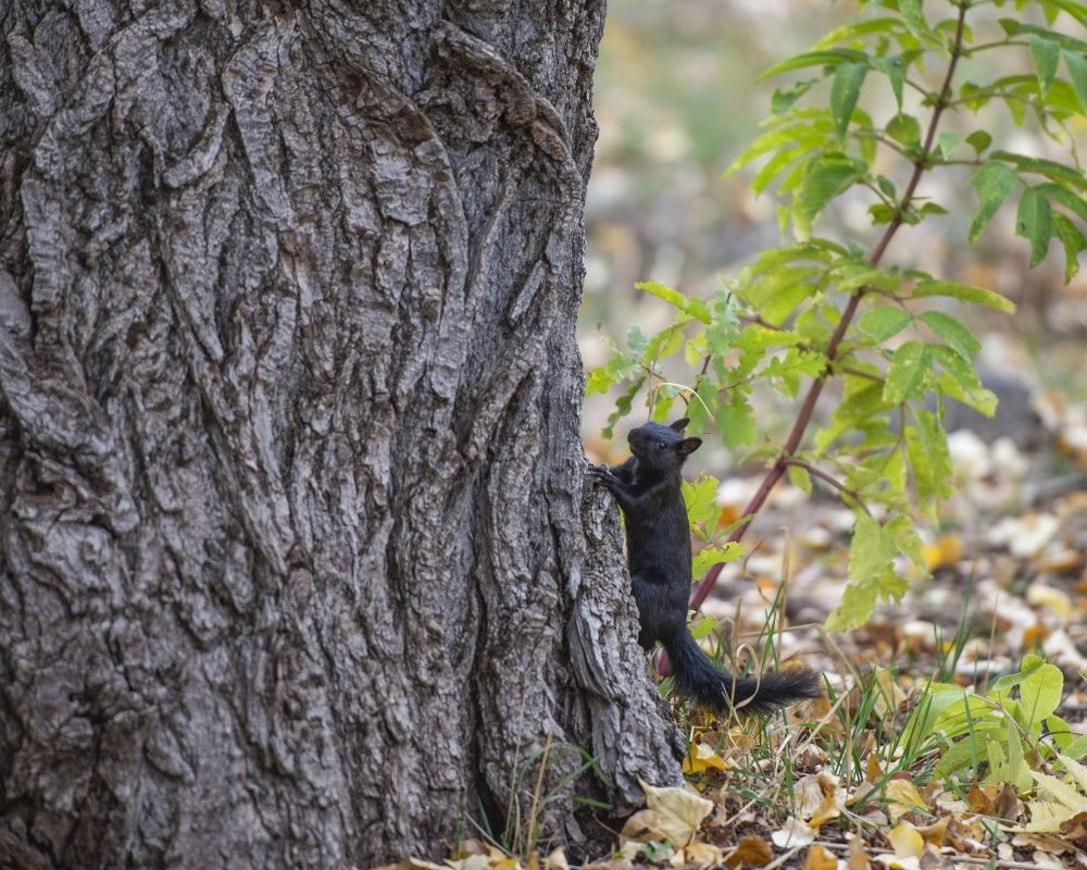 Munzur Vadisi'nin sevimli sincapları kış hazırlığında - Sayfa 7