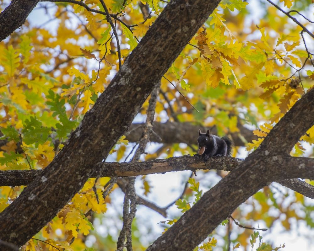 Munzur Vadisi'nin sevimli sincapları kış hazırlığında - Sayfa 8
