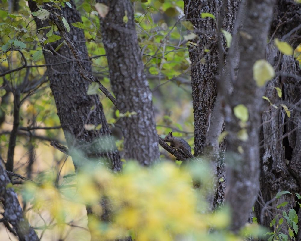 Munzur Vadisi'nin sevimli sincapları kış hazırlığında - Sayfa 9