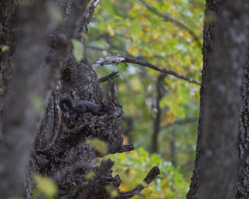 Munzur Vadisi'nin sevimli sincapları kış hazırlığında - Sayfa 10