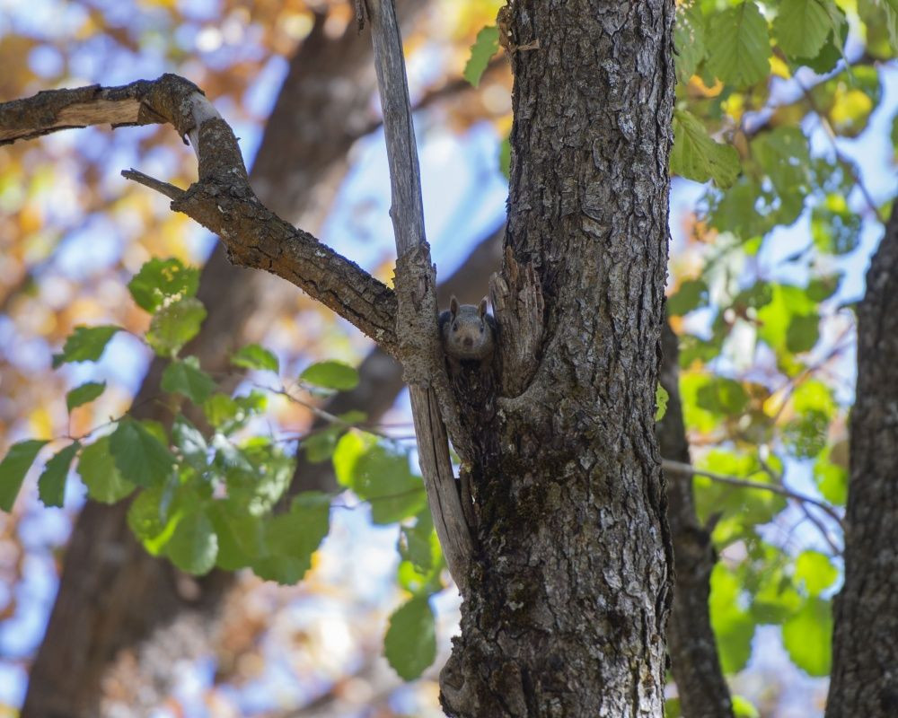 Munzur Vadisi'nin sevimli sincapları kış hazırlığında - Sayfa 11