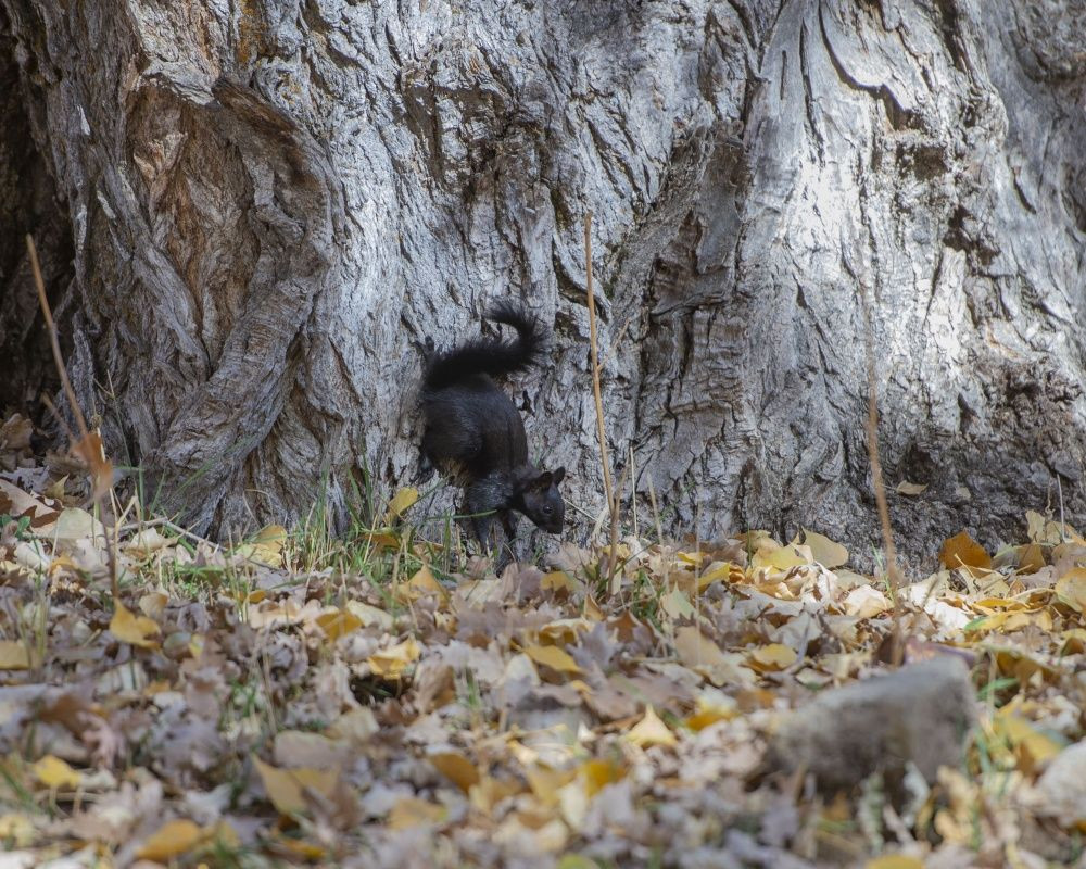Munzur Vadisi'nin sevimli sincapları kış hazırlığında - Sayfa 12