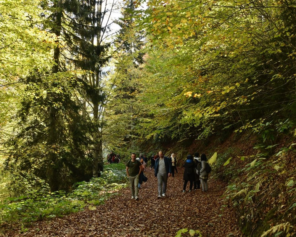 Yüzlerce yıllık devasa ağaçlara ev sahipliği yapan 'canlı ağaç müzesi' Örümcek Ormanları'nda sonbahar - Sayfa 5