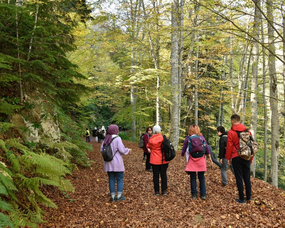 Yüzlerce yıllık devasa ağaçlara ev sahipliği yapan 'canlı ağaç müzesi' Örümcek Ormanları'nda sonbahar - Sayfa 8