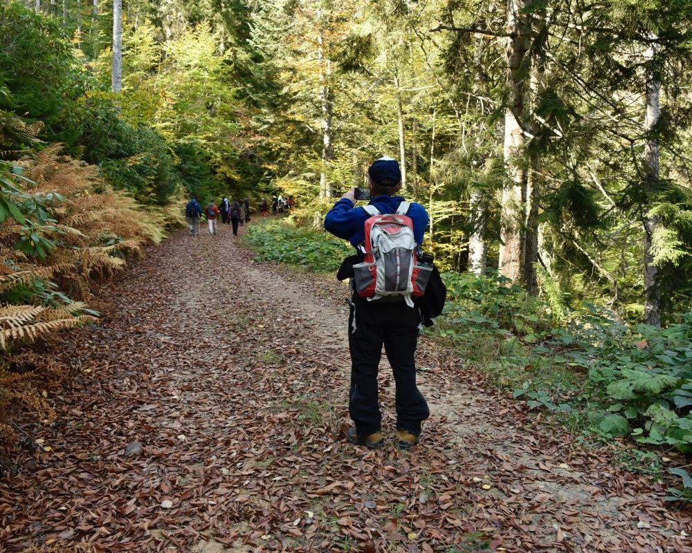 Yüzlerce yıllık devasa ağaçlara ev sahipliği yapan 'canlı ağaç müzesi' Örümcek Ormanları'nda sonbahar - Sayfa 9