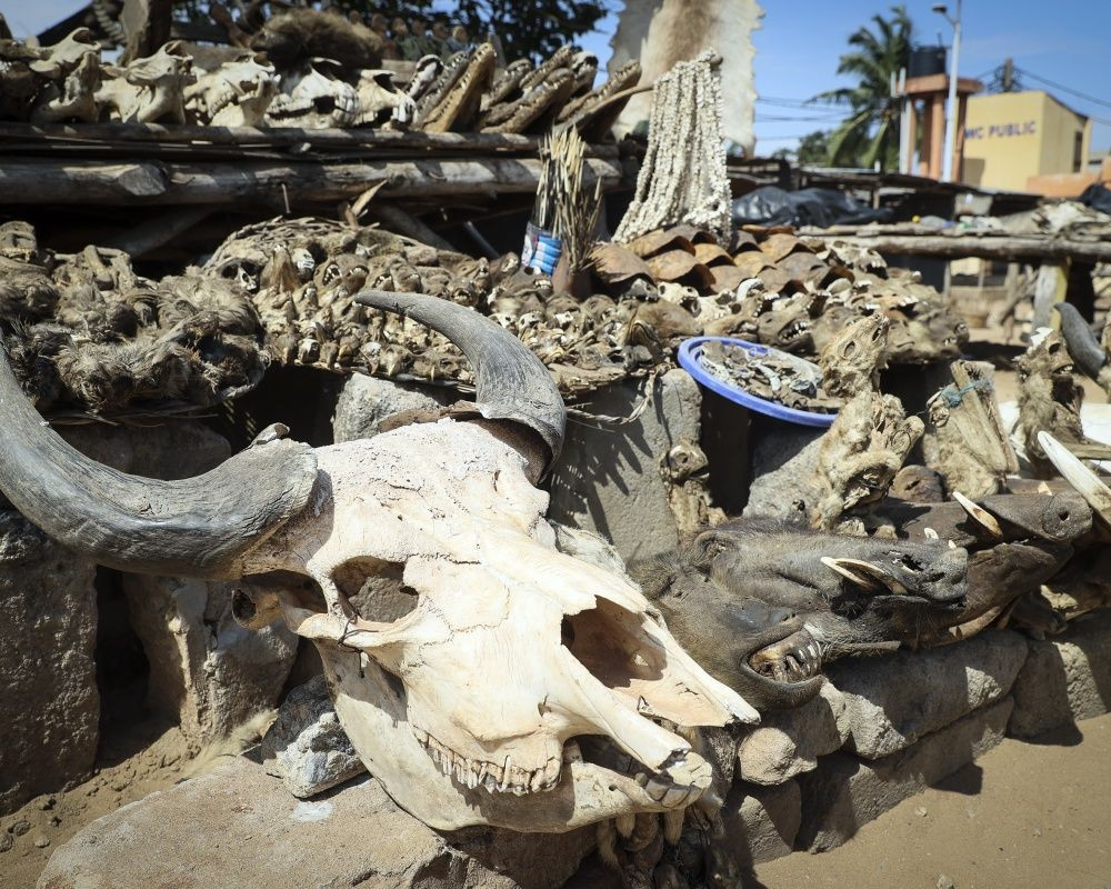 Togo'da dünyanın en ürkütücü pazarı: Akodessewa Pazarı - Sayfa 14