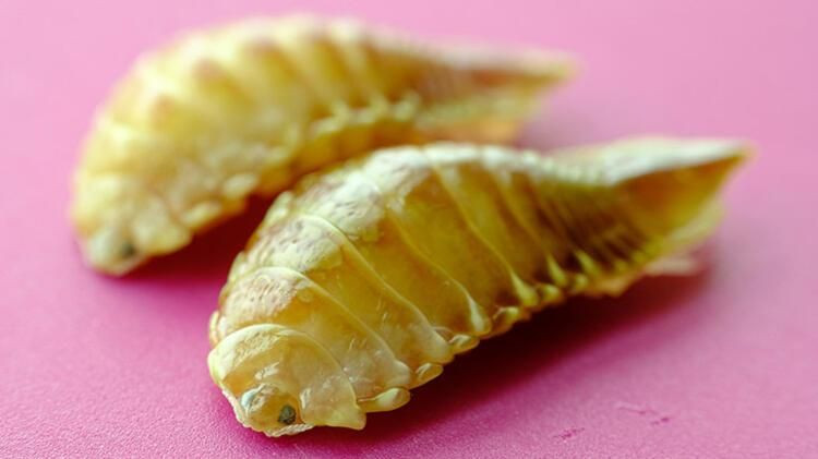 Tuttuğu balığın ağzını açınca neye uğradığını şaşırdı! Dili yerine bakın ne var... - Sayfa 6