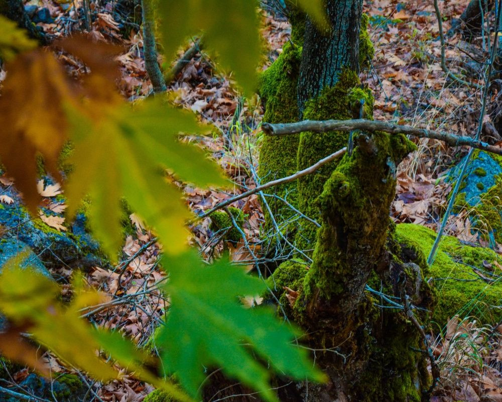 Balıkesir'deki Sındırgı ormanları düğün fotoğrafçılarının gözdesi oldu - Sayfa 5