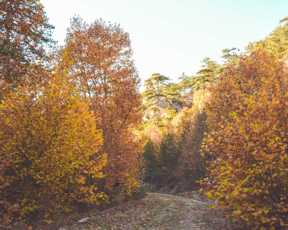 Balıkesir'deki Sındırgı ormanları düğün fotoğrafçılarının gözdesi oldu - Sayfa 7
