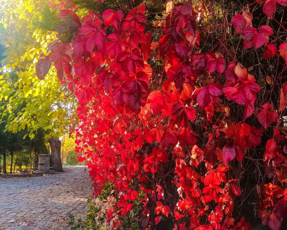Balıkesir'deki Sındırgı ormanları düğün fotoğrafçılarının gözdesi oldu - Sayfa 9