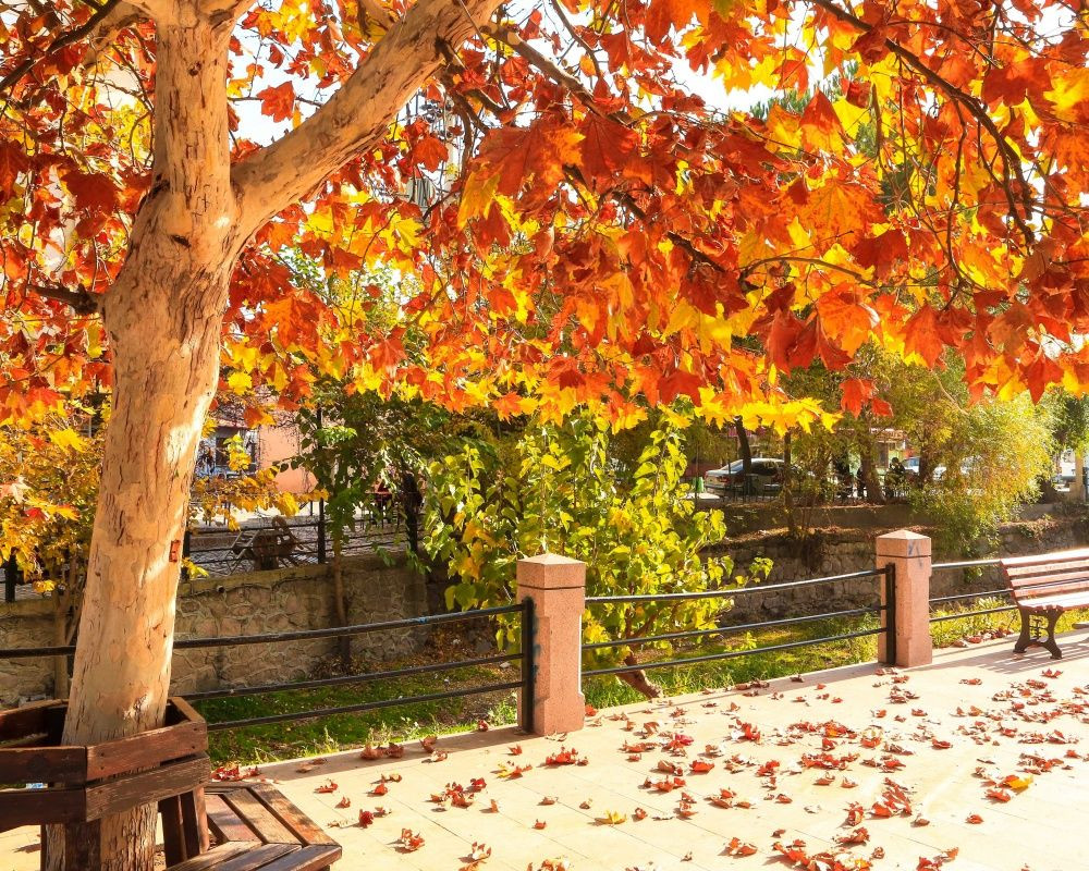 Balıkesir'deki Sındırgı ormanları düğün fotoğrafçılarının gözdesi oldu - Sayfa 15