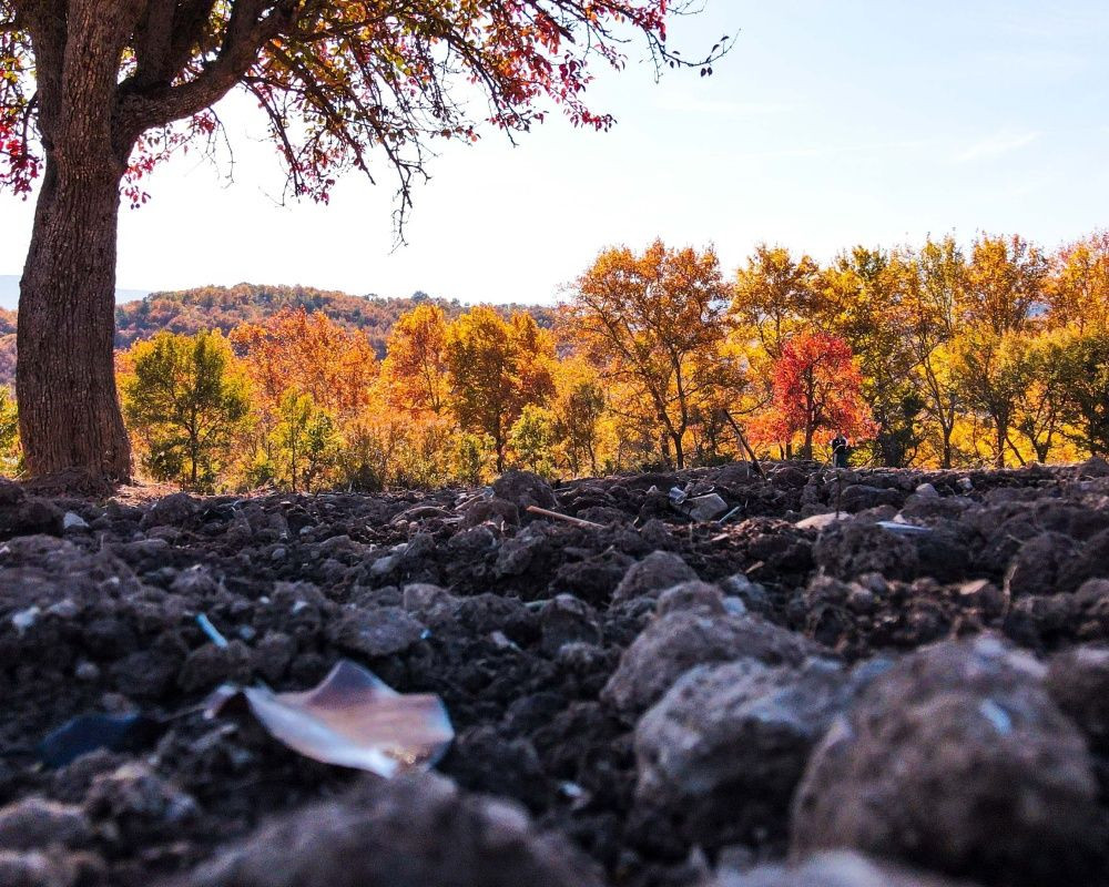 Balıkesir'deki Sındırgı ormanları düğün fotoğrafçılarının gözdesi oldu - Sayfa 24
