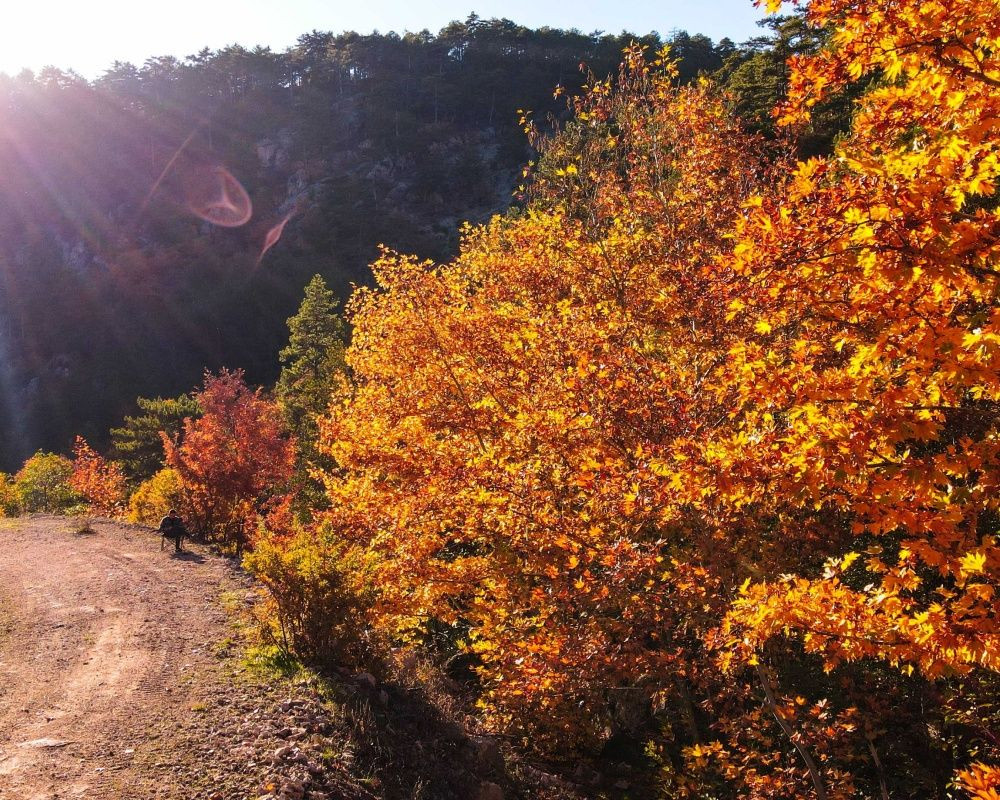 Balıkesir'deki Sındırgı ormanları düğün fotoğrafçılarının gözdesi oldu - Sayfa 27