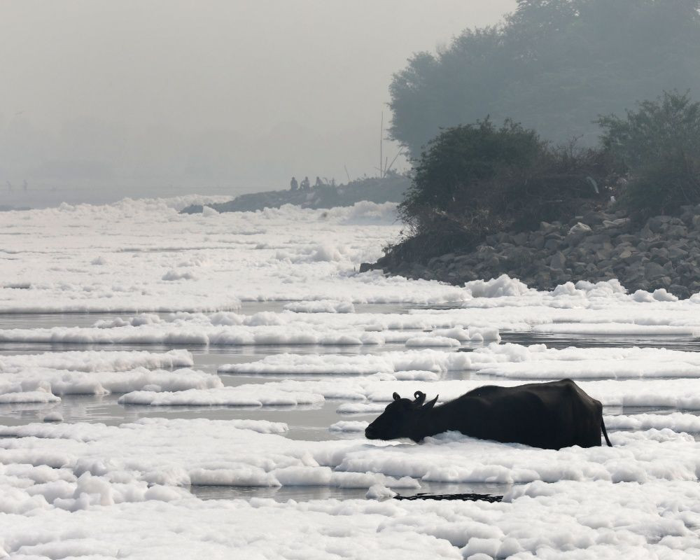 Hindistan'da korkutan görüntü... Yamuna Nehri tamamen zehirli köpükle kaplandı - Sayfa 6