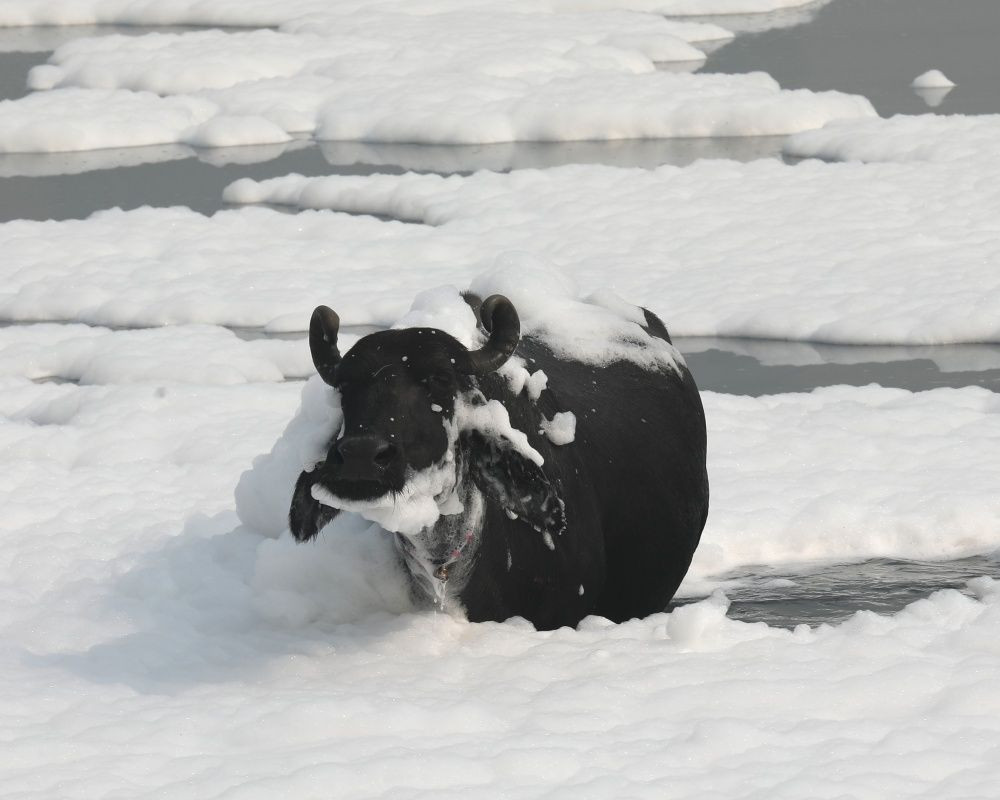 Hindistan'da korkutan görüntü... Yamuna Nehri tamamen zehirli köpükle kaplandı - Sayfa 7
