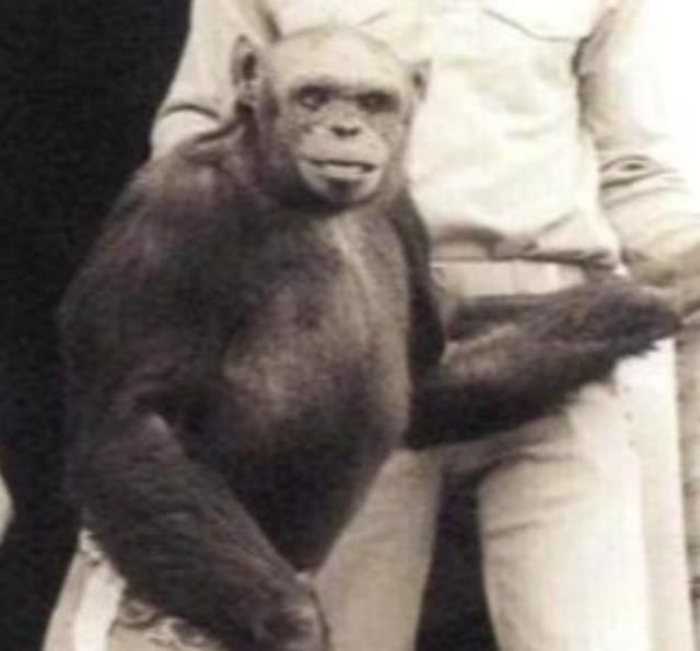 Dünya bu deneyi konuşuyor: İnsan spermini gorile enjekte ettiler! Nedeni dehşete düşürdü... - Sayfa 7