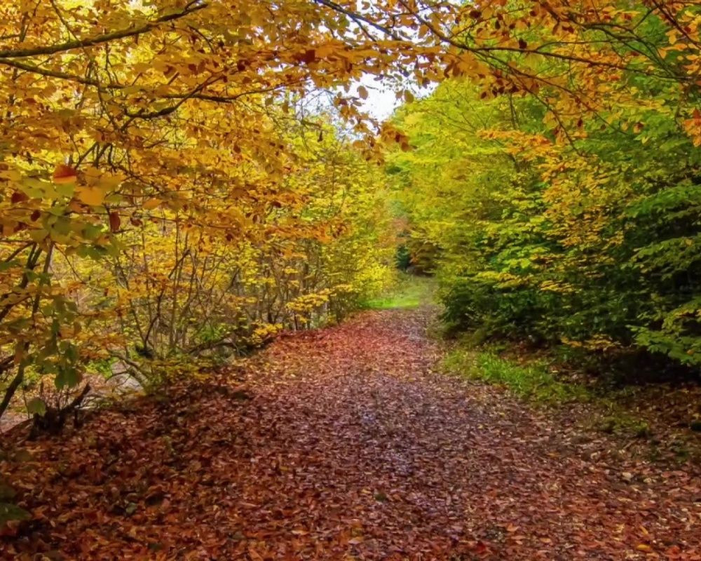 Düzce Yılançatı Kanyonu'nda sonbahar güzelliği yaşanıyor - Sayfa 8