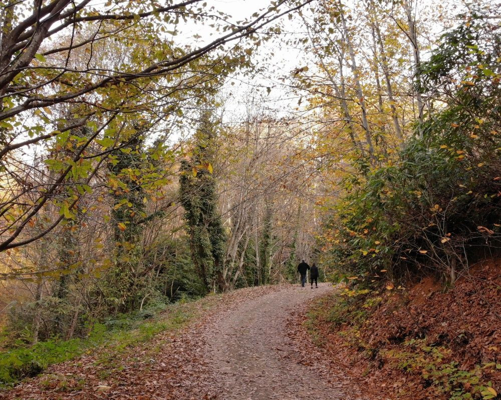 Zonguldak ormanlarındaki hazan renkleri kendine hayran bıraktırıyor - Sayfa 8