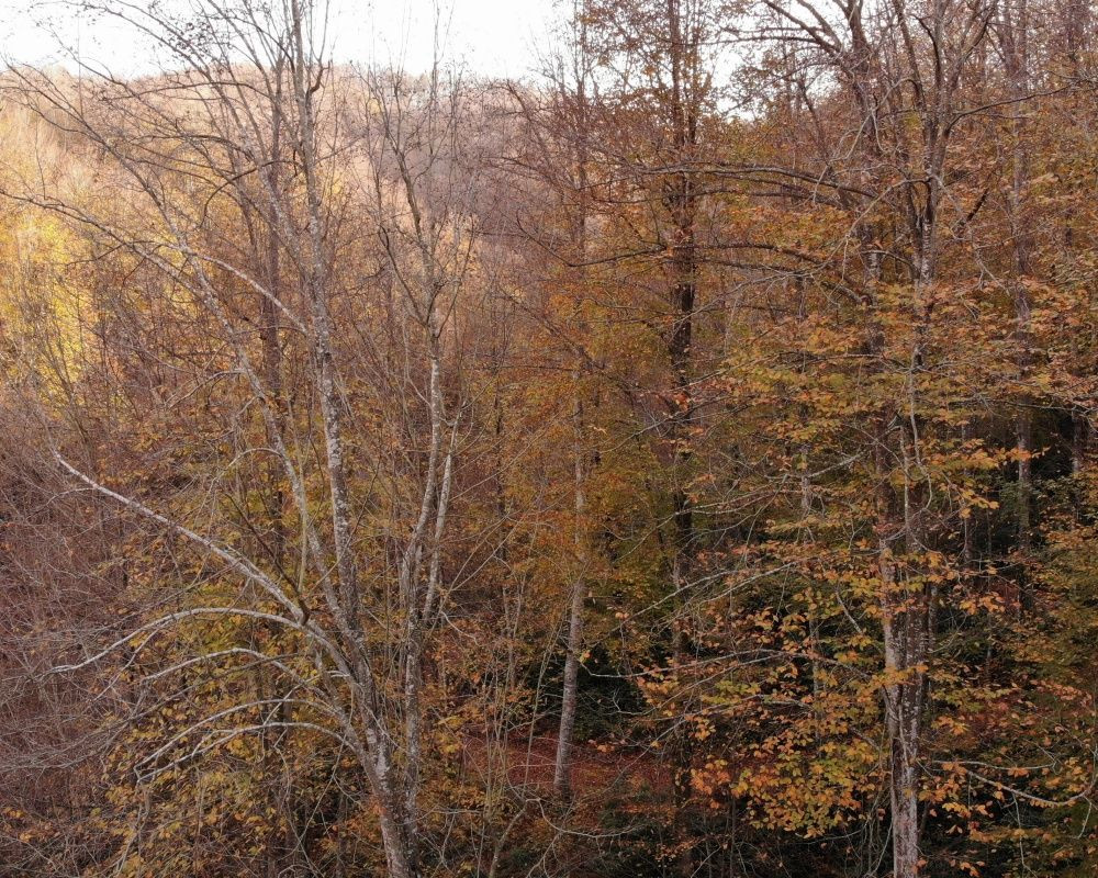 Zonguldak ormanlarındaki hazan renkleri kendine hayran bıraktırıyor - Sayfa 9