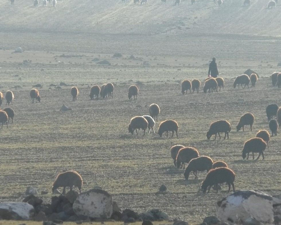 Kars’tan Iğdır’a göçerlerin zorlu yolculuğu sürüyor... Eksi 10 derece soğukta kilometrelerce yol gidiyorlar - Sayfa 5