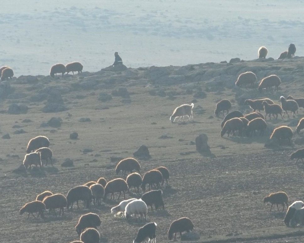 Kars’tan Iğdır’a göçerlerin zorlu yolculuğu sürüyor... Eksi 10 derece soğukta kilometrelerce yol gidiyorlar - Sayfa 6