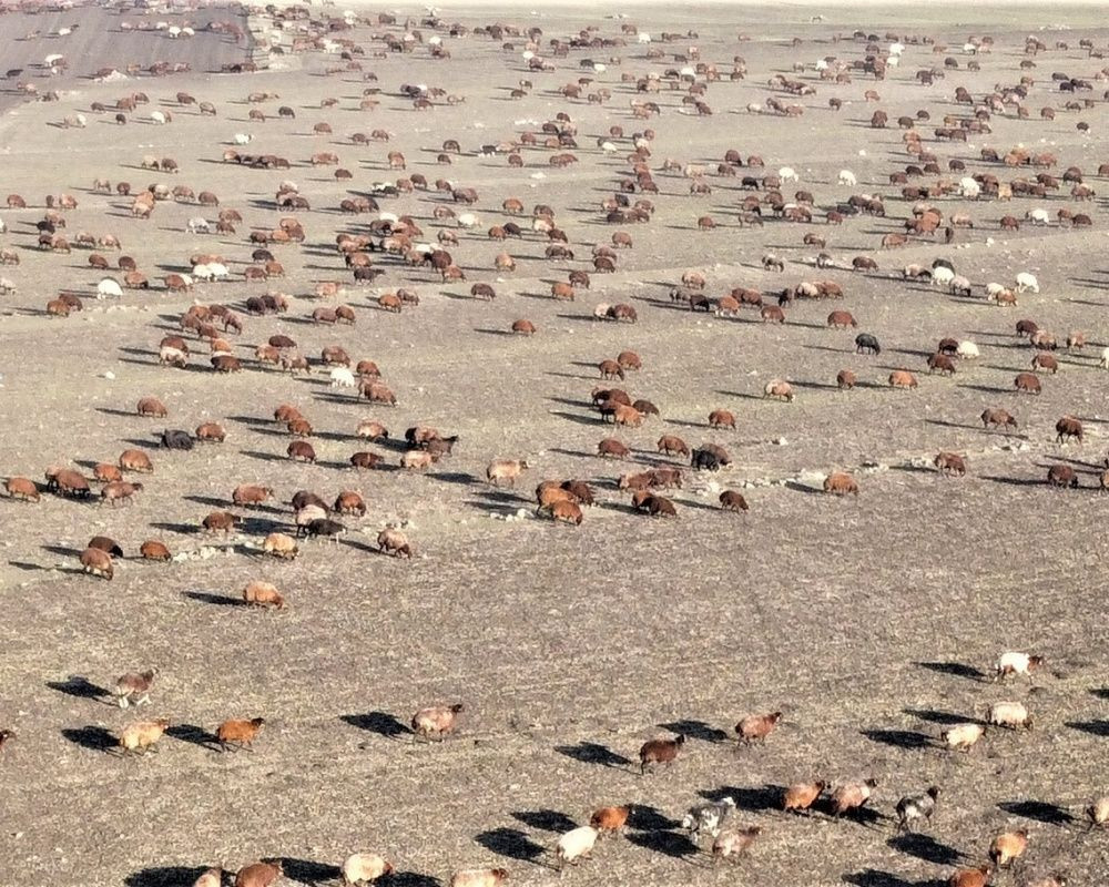 Kars’tan Iğdır’a göçerlerin zorlu yolculuğu sürüyor... Eksi 10 derece soğukta kilometrelerce yol gidiyorlar - Sayfa 7