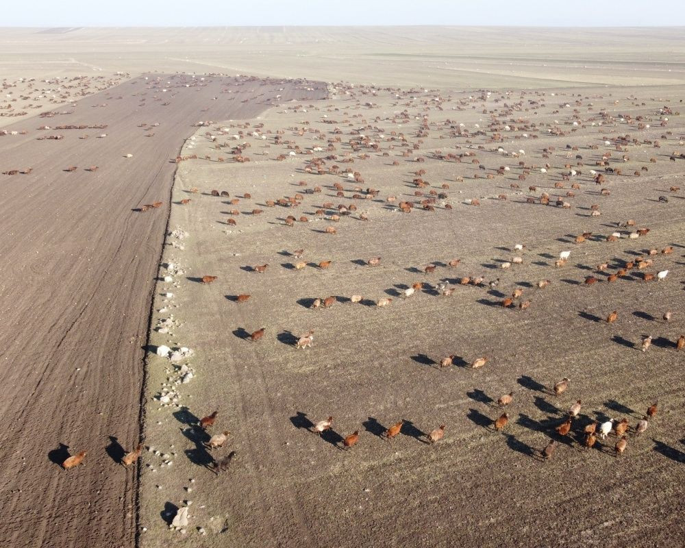 Kars’tan Iğdır’a göçerlerin zorlu yolculuğu sürüyor... Eksi 10 derece soğukta kilometrelerce yol gidiyorlar - Sayfa 8