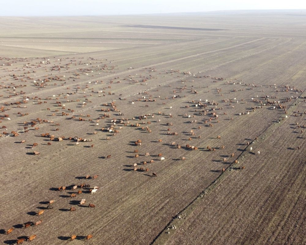 Kars’tan Iğdır’a göçerlerin zorlu yolculuğu sürüyor... Eksi 10 derece soğukta kilometrelerce yol gidiyorlar - Sayfa 9