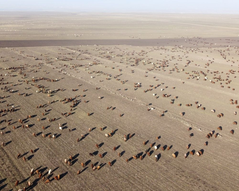 Kars’tan Iğdır’a göçerlerin zorlu yolculuğu sürüyor... Eksi 10 derece soğukta kilometrelerce yol gidiyorlar - Sayfa 10