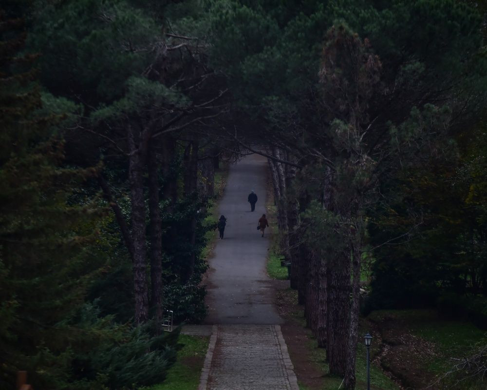 Sonbaharda İstanbul'da mutlaka görülmesi gereken bir yer: 'Canlı ağaç müzesi' Atatürk Arboretumu - Sayfa 19