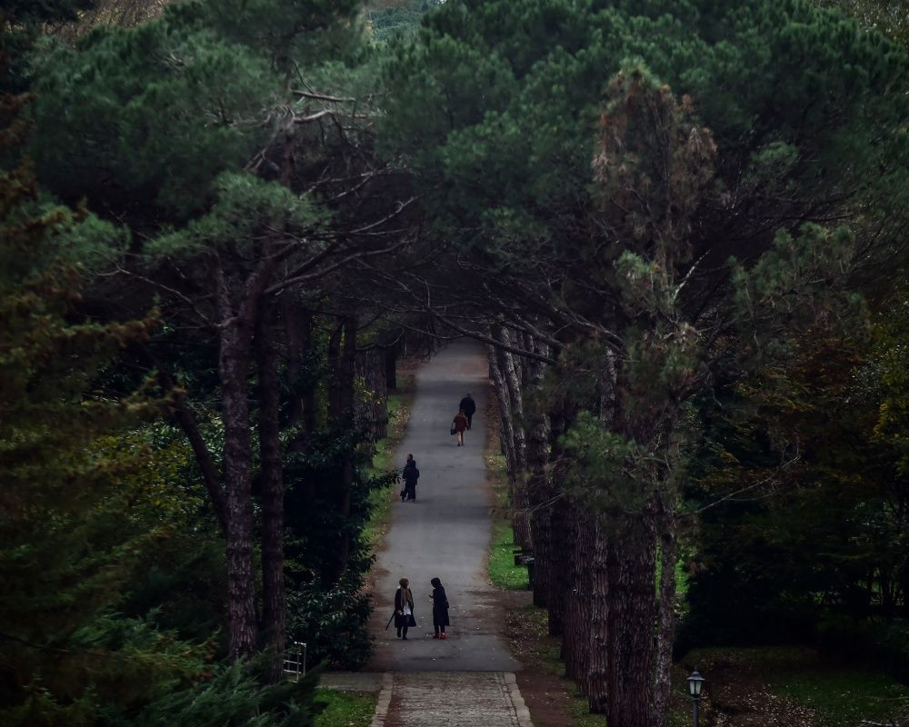 Sonbaharda İstanbul'da mutlaka görülmesi gereken bir yer: 'Canlı ağaç müzesi' Atatürk Arboretumu - Sayfa 20