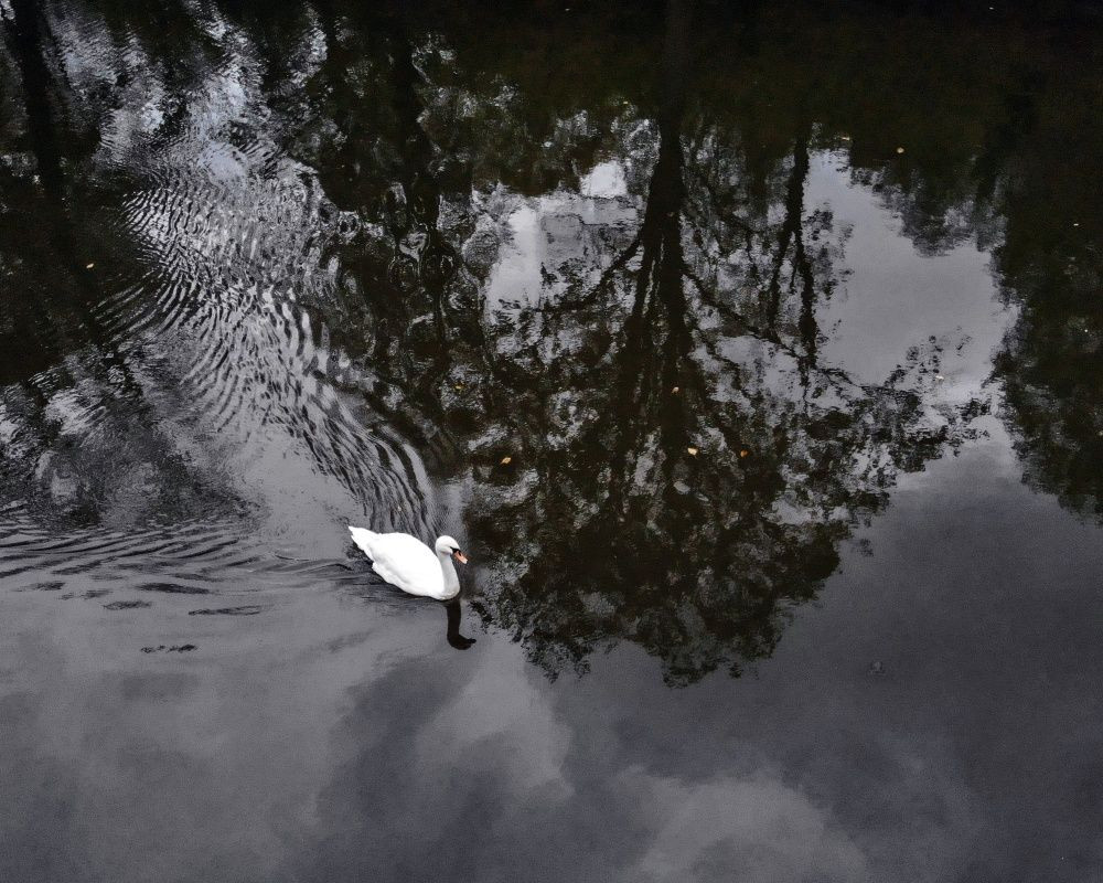 Sonbaharda İstanbul'da mutlaka görülmesi gereken bir yer: 'Canlı ağaç müzesi' Atatürk Arboretumu - Sayfa 7