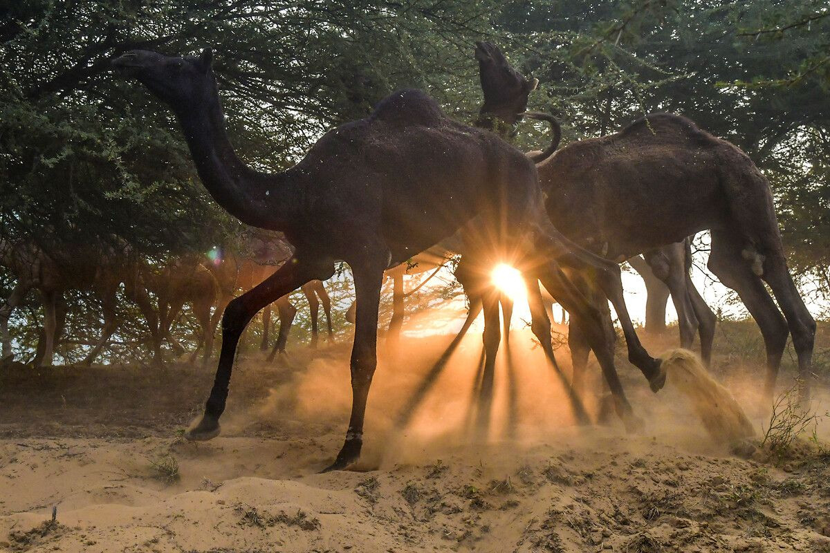 Hindistan'ın en büyük deve pazarı: Pushkar Deve Fuarı - Sayfa 5