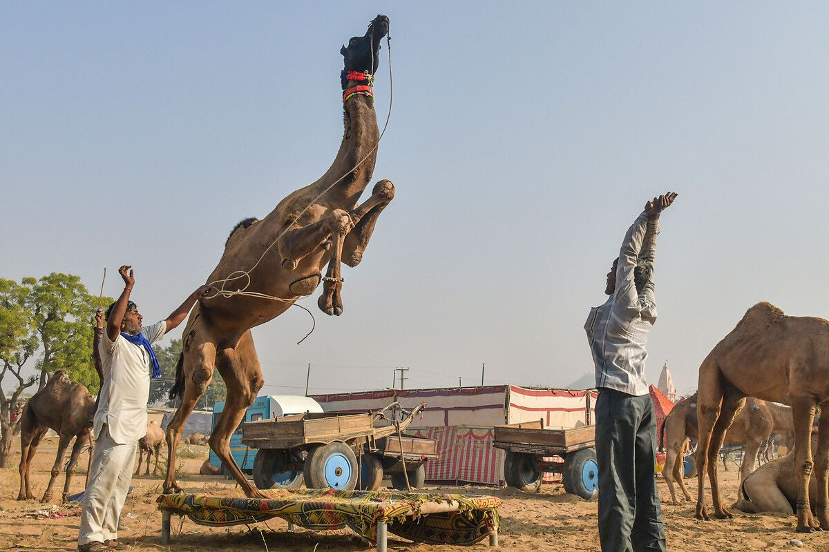 Hindistan'ın en büyük deve pazarı: Pushkar Deve Fuarı - Sayfa 6