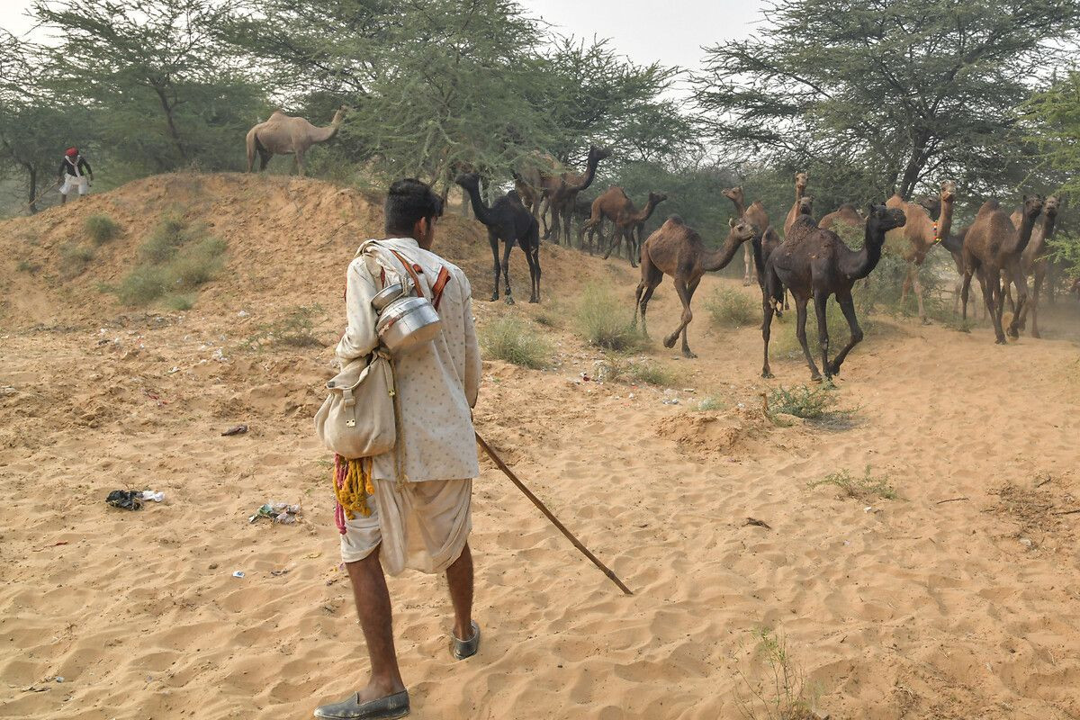 Hindistan'ın en büyük deve pazarı: Pushkar Deve Fuarı - Sayfa 7