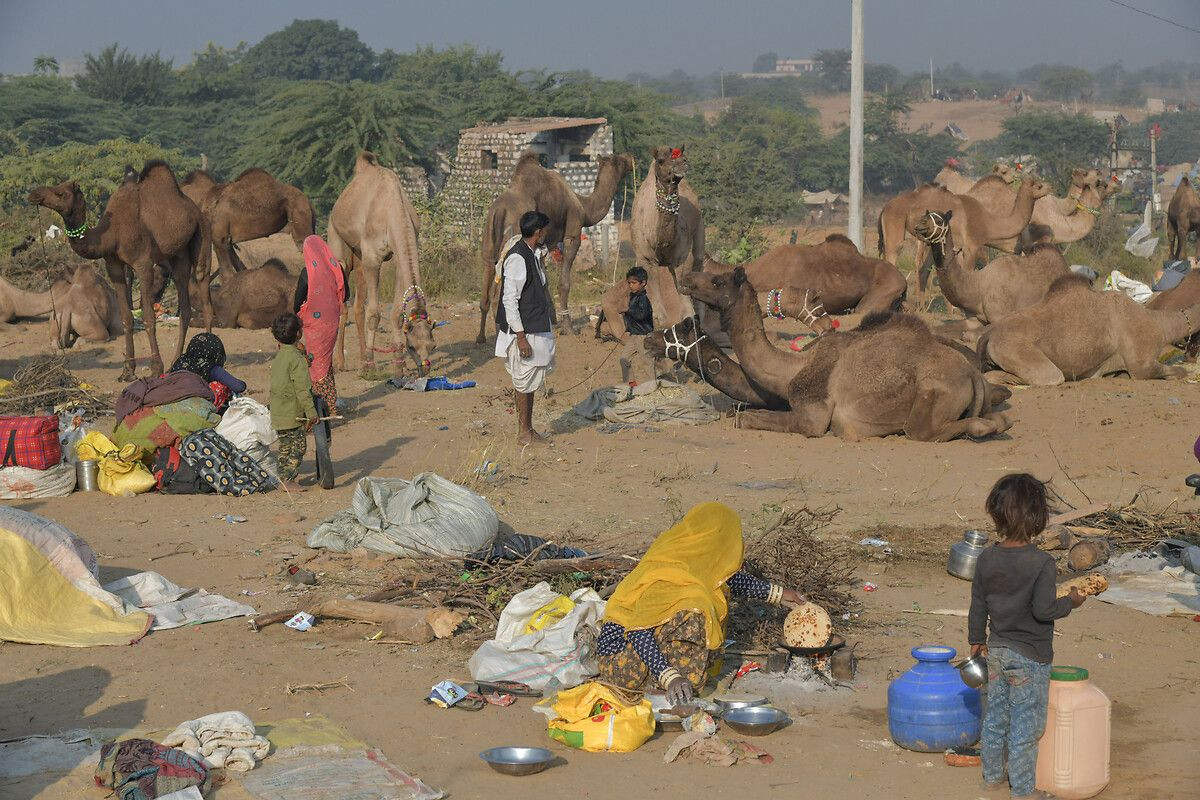 Hindistan'ın en büyük deve pazarı: Pushkar Deve Fuarı - Sayfa 8