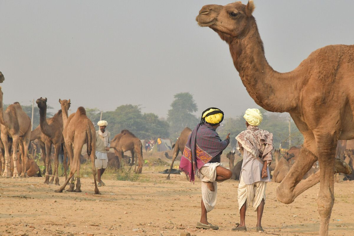 Hindistan'ın en büyük deve pazarı: Pushkar Deve Fuarı - Sayfa 10