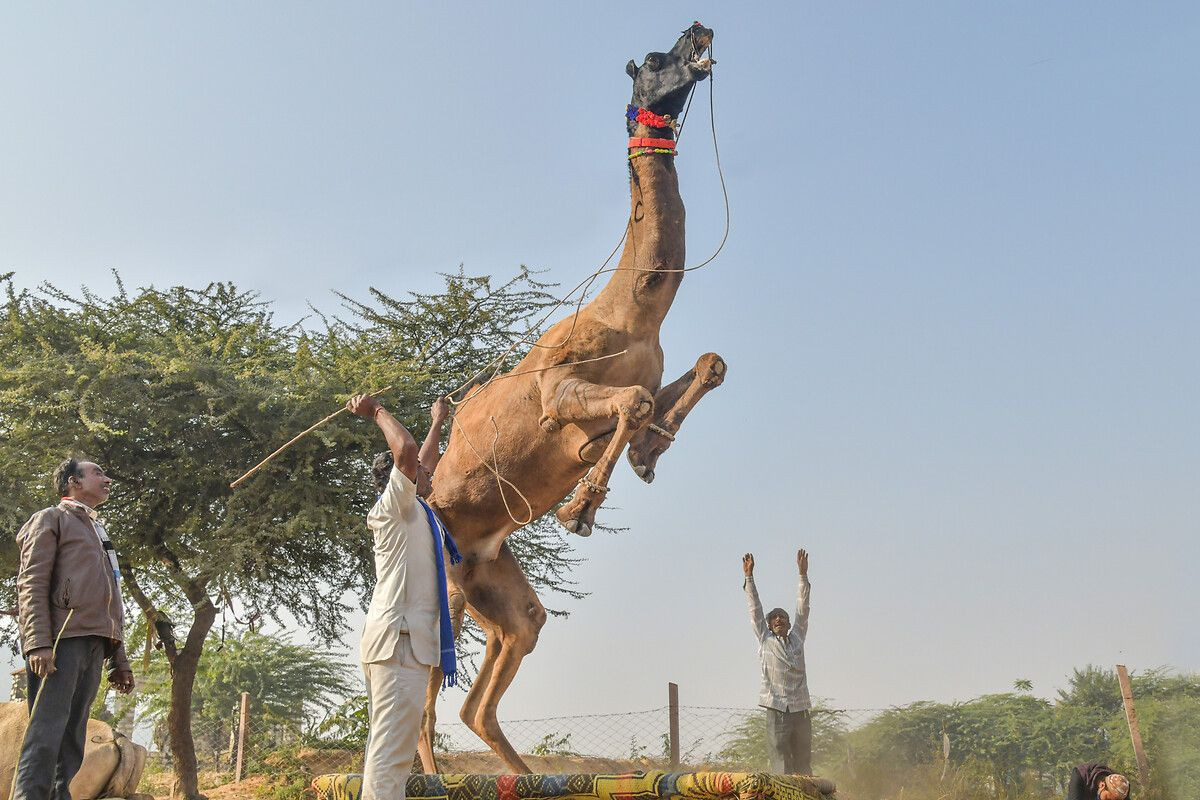 Hindistan'ın en büyük deve pazarı: Pushkar Deve Fuarı - Sayfa 12